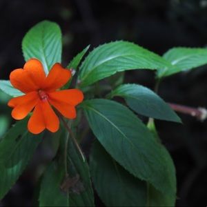 Meet your Posher, Jazmine